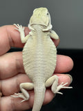 #1492, male, hypo, leatherback, possible het trans, possible het zero, Witblits Bearded dragon for sale