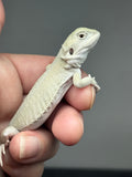#1492, male, hypo, leatherback, possible het trans, possible het zero, Witblits Bearded dragon for sale