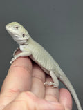 #1492, male, hypo, leatherback, possible het trans, possible het zero, Witblits Bearded dragon for sale