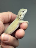#1494, male, hypo, leatherback, possible het trans, possible het zero, Witblits Bearded dragon for sale