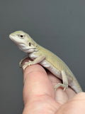 #1494, male, hypo, leatherback, possible het trans, possible het zero, Witblits Bearded dragon for sale