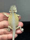 #1494, male, hypo, leatherback, possible het trans, possible het zero, Witblits Bearded dragon for sale