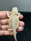 #1499, hypo, possible het zero/trans, Witblits Bearded dragon for sale (Copy)