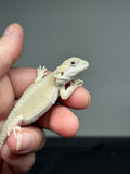 #1499, hypo, possible het zero/trans, Witblits Bearded dragon for sale (Copy)