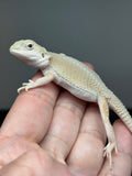 #1499, hypo, possible het zero/trans, Witblits Bearded dragon for sale (Copy)
