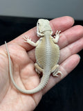 #1499, hypo, possible het zero/trans, Witblits Bearded dragon for sale (Copy)