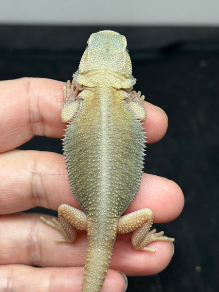1501-male-hypo-trans-possible-het-zero-witblits-bearded-dragon-for-sale