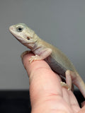 #1501, male, hypo, trans, possible het zero, Witblits Bearded dragon for sale
