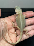 #1501, male, hypo, trans, possible het zero, Witblits Bearded dragon for sale