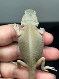 #1504, male, hypo, trans, leatherback, possible het zero, Witblits Bearded dragon for sale