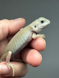 #1504, male, hypo, trans, leatherback, possible het zero, Witblits Bearded dragon for sale