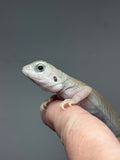 #1504, male, hypo, trans, leatherback, possible het zero, Witblits Bearded dragon for sale