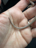 #1504, male, hypo, trans, leatherback, possible het zero, Witblits Bearded dragon for sale