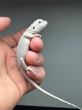 #1226 female, hypo, Zero