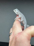 #1226 female, hypo, Zero