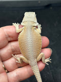 #1509, female, hypo, possible het trans, possible het zero, Witblits Bearded dragon for sale