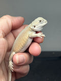 #1509, female, hypo, possible het trans, possible het zero, Witblits Bearded dragon for sale