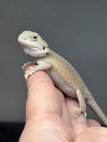 #1509, female, hypo, possible het trans, possible het zero, Witblits Bearded dragon for sale
