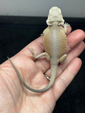 #1509, female, hypo, possible het trans, possible het zero, Witblits Bearded dragon for sale