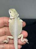 #1512, female, hypo, possible het zero, Witblits Bearded dragon for sale
