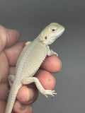 #1512, female, hypo, possible het zero, Witblits Bearded dragon for sale