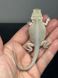 #1512, female, hypo, possible het zero, Witblits Bearded dragon for sale