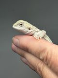 #1512, female, hypo, possible het zero, Witblits Bearded dragon for sale