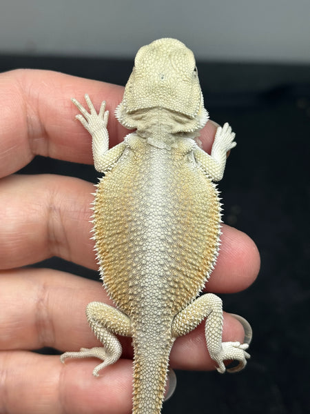 1513-male-hypo-possible-het-trans-possible-het-zero-witblits-bearded-dragon-for-sale