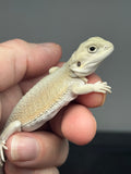 #1513, male, hypo, possible het trans, possible het zero, Witblits Bearded dragon for sale