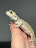 #1513, male, hypo, possible het trans, possible het zero, Witblits Bearded dragon for sale
