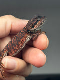RM892, female, possible het hypo, 75% Red Monster bearded dragon for sale