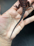RM892, female, possible het hypo, 75% Red Monster bearded dragon for sale