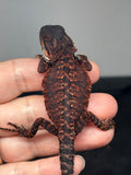 RM892, female, possible het hypo, 75% Red Monster bearded dragon for sale