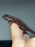 RM892, female, possible het hypo, 75% Red Monster bearded dragon for sale