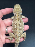 R25 male, Rankins Dragon