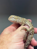 R25 male, Rankins Dragon