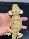 R26 female, Rankin’s Dragon