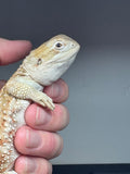 R26 female, Rankin’s Dragon