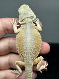 #1517, female, hypo, possible het trans, possible het zero, Witblits Bearded dragon for sale
