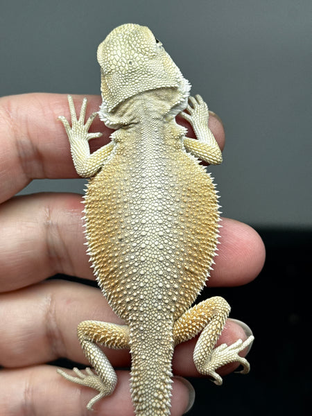 1517-female-hypo-possible-het-trans-possible-het-zero-witblits-bearded-dragon-for-sale