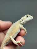 #1517, female, hypo, possible het trans, possible het zero, Witblits Bearded dragon for sale