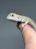 #1517, female, hypo, possible het trans, possible het zero, Witblits Bearded dragon for sale