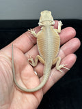 #1517, female, hypo, possible het trans, possible het zero, Witblits Bearded dragon for sale