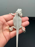 #1234 female, hypo, Zero, possible het Witblits, possible het trans