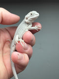 #1234 female, hypo, Zero, possible het Witblits, possible het trans