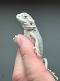 #1234 female, hypo, Zero, possible het Witblits, possible het trans