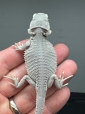 #1234 female, hypo, Zero, possible het Witblits, possible het trans