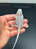 #1235 female, hypo, zero, possible het trans/witblits