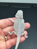 #1235 female, hypo, zero, possible het trans/witblits