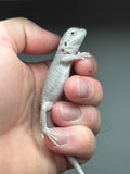 #1235 female, hypo, zero, possible het trans/witblits